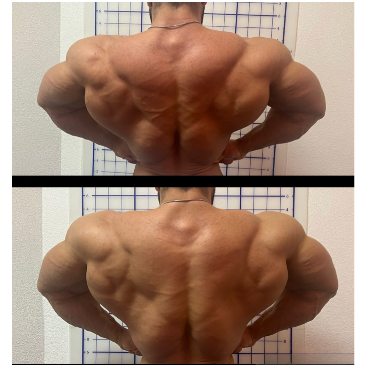 Back Musculature Development